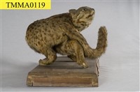 石虎藏品圖，第10張
